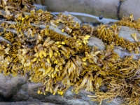 Cape Enrage, Nowy Brunszwik